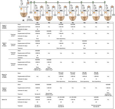 Identification of Valerate as Carrying Capacity Modulator by Analyzing Lactiplantibacillus plantarum Colonization of Colonic Microbiota in vitro